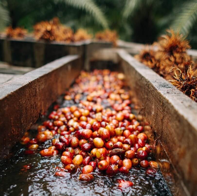 Palm Oil Export Masterclass